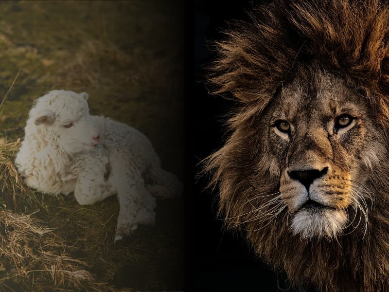 Lion and Lamb Event Registration